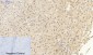 NFκB-p105/p50 Polyclonal Antibody